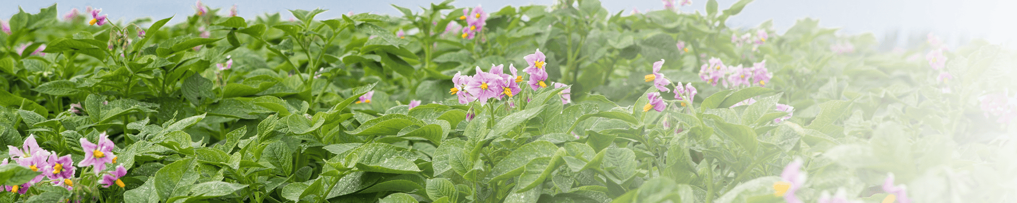 Wysocki Contact Header